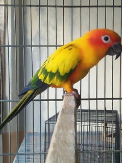 sun conure breader male