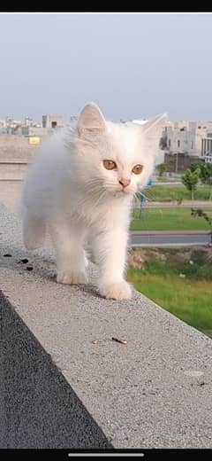 persian kitten female