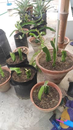 Dragon fruit cutting