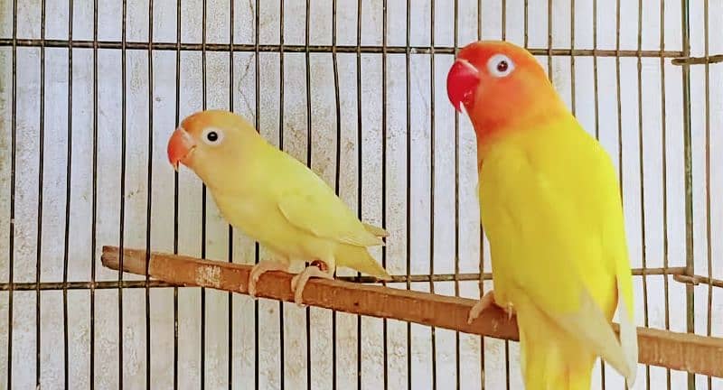 Breeder Pair Lotino Pasnata Red Eye Male Decino Female with DNA 0