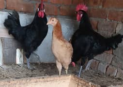 Australorp cross Murghey