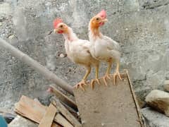 colour full chicks 6 months for sale