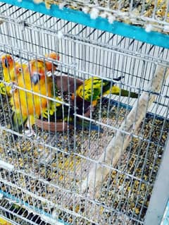 Sun Conure Adult