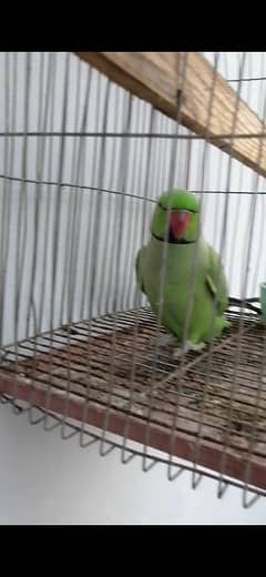 talking parrot/bolny wala tota/parrot