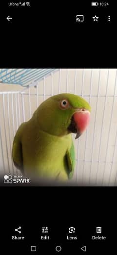 talking parrot/bolny wala tota/parrot