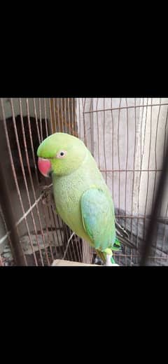 talking parrot/bolny wala tota/parrot/gray parrot