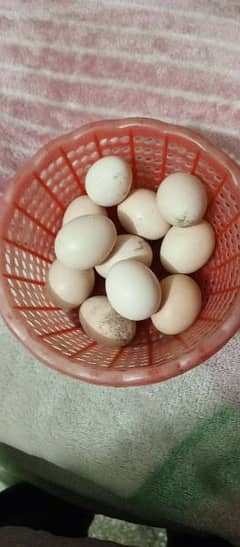 Heera aseel pair eggs available  500 per piece