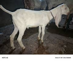 Rajan Puri Ghullabi cross Male and Female for sale