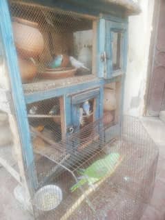 sale parrots urgent