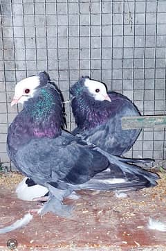 breeder Mukhee pigeon fr sale.