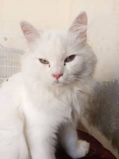 persian cat