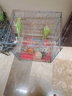 Green Ringneck pair with cage