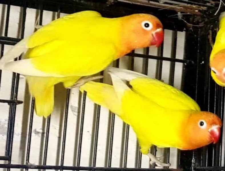 Breeder Pair Lotino Pasnata Red Eye Male Decino Female with DNA 5