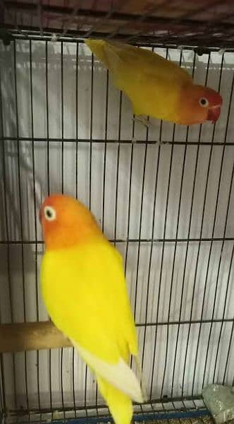 Breeder Pair Lotino Pasnata Red Eye Male Decino Female with DNA 6