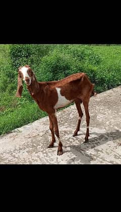 saiwal betal goat