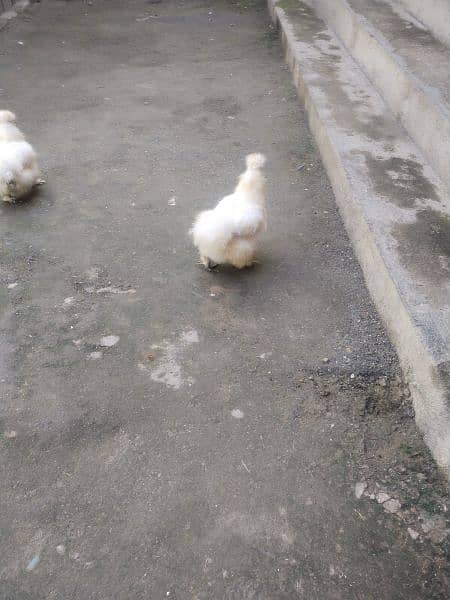 1 silkie female breeder available for sale price 5500 thousand rupees 0