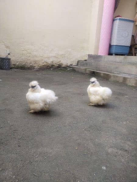 1 silkie female breeder available for sale price 5500 thousand rupees 1