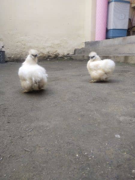 1 silkie female breeder available for sale price 5500 thousand rupees 2