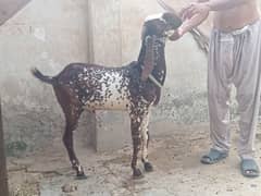 2 dant desi makhi cheena bakra