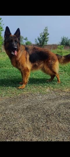 Confirm Breeder + Pups Pedigree German Shepherd