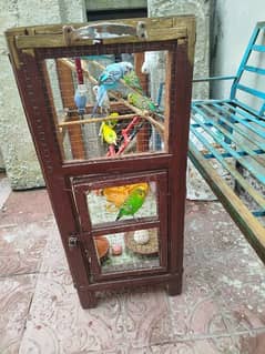 10 Australian parrot with one large cage