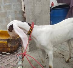 bakra  || goat || بکرے || goat for sale ll totta face 2 paths