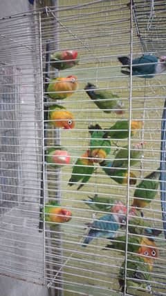 Fisher and color love bird available for sell per piece