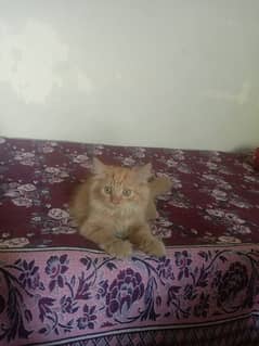 Persian cat