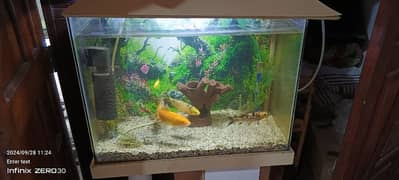 Aquarium with 7 fish for Sale