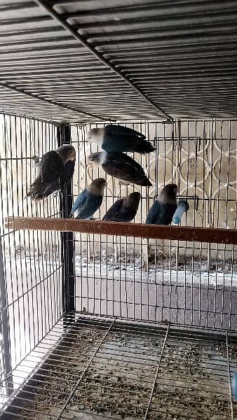 Lovebirds albino decino creamino Blue2 reasonable price 10