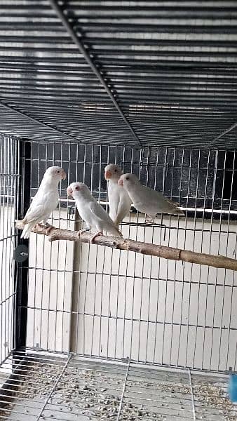 Lovebirds albino decino creamino Blue2 reasonable price 11