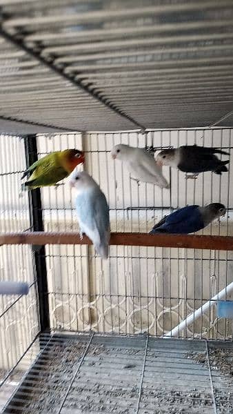 Lovebirds albino decino creamino Blue2 reasonable price 12