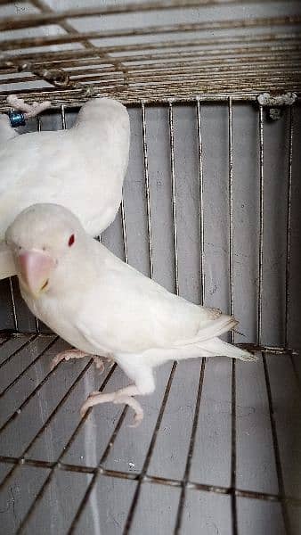 Lovebirds albino decino creamino Blue2 reasonable price 13