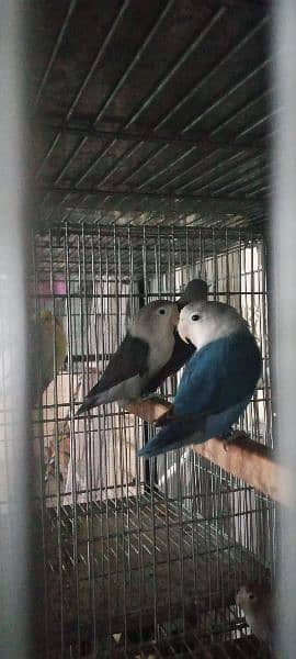 Lovebirds albino decino creamino Blue2 reasonable price 14