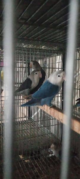 Lovebirds albino decino creamino Blue2 reasonable price 15