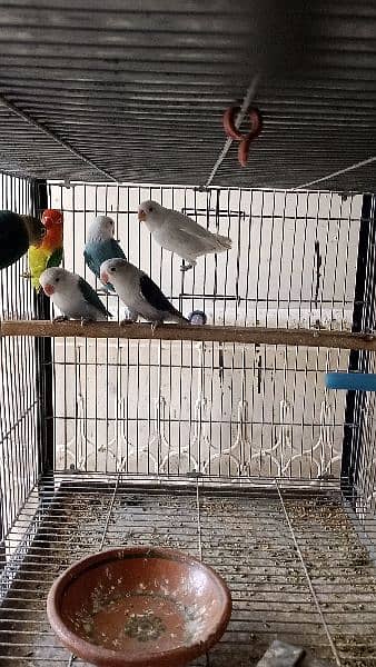 Lovebirds albino decino creamino Blue2 reasonable price 16