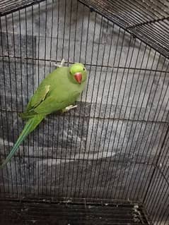 Green Neck Parrots Pair with Cage