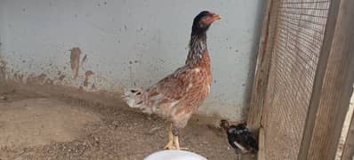 Aseel murghi with 4 chicks