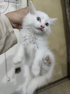 odd eyes | Persian male Kitten | Triple Coated