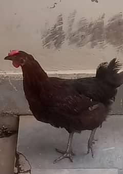 Beautiful hen ha