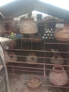 Colony of budgie with cage