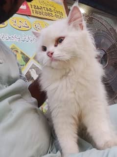 Persian cat Tripple coated female for sale