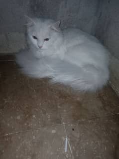 8 months old male kitten fully vaccinated card available karachi