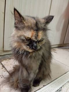 Persian female cat urgent selling