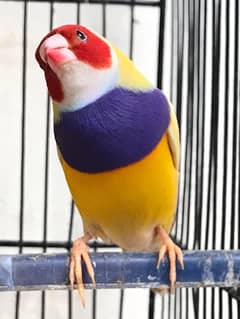 Lutino Gouldian Male for sale