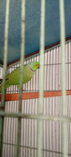 Ringneck breeder male