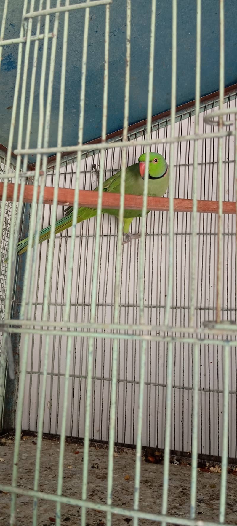 Ringneck breeder male 2