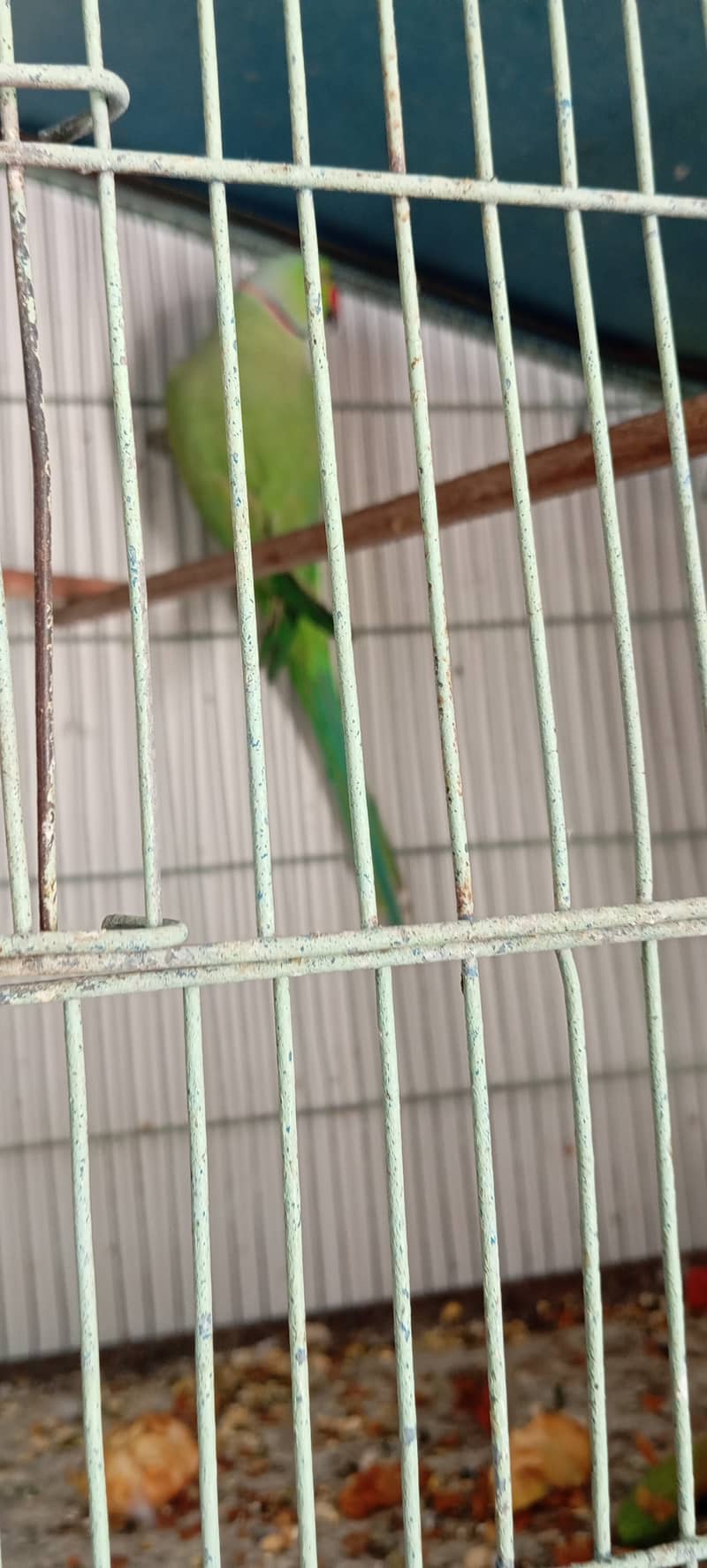 Ringneck breeder male 3