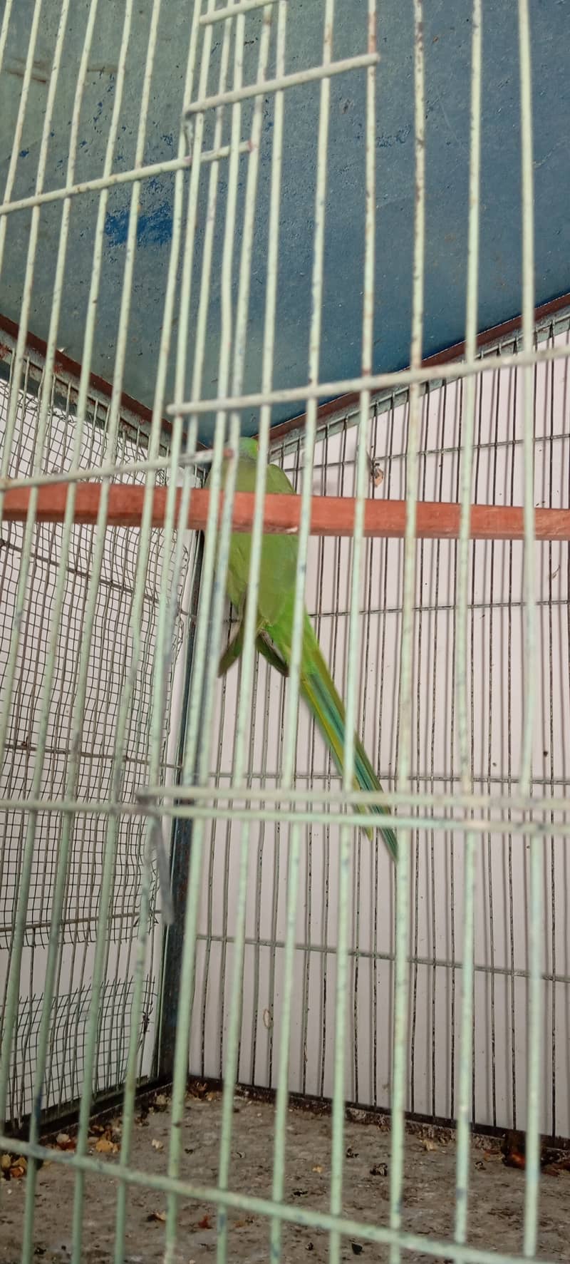 Ringneck breeder male 6