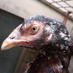 Aseel egg laying murgi available 03350661457